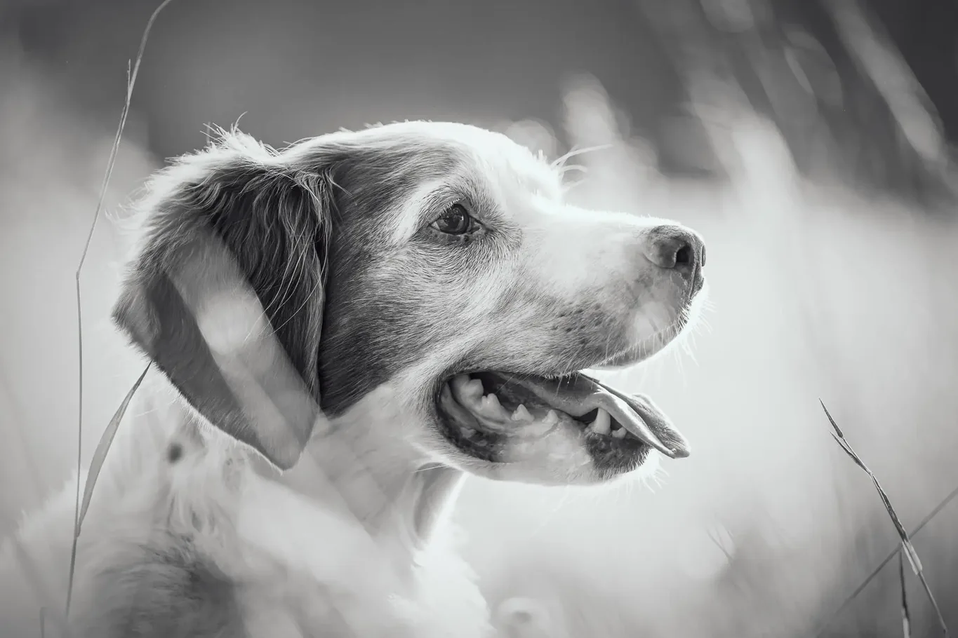 perhekuvaus muurame lemmikki (3)